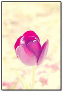 bunga tulip